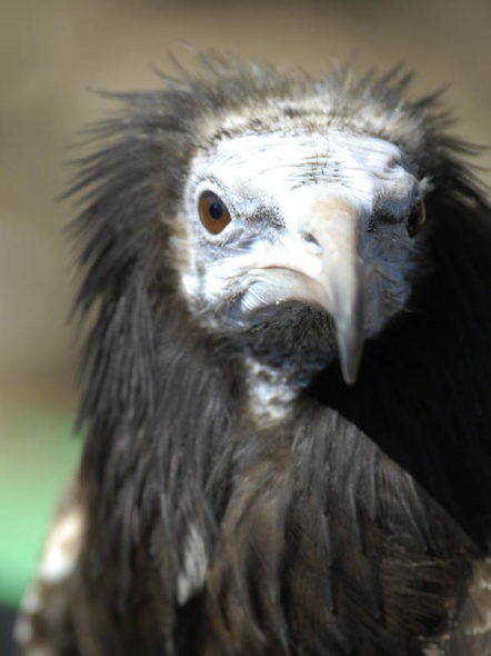 Parahawking in Nepal: Under the wings of Kevin
