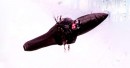 Airwave's Laminar Controls system on a pod paraglider harness